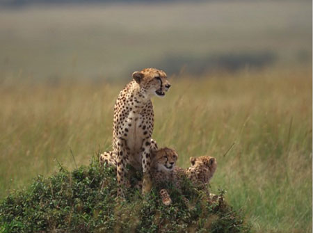 guepardo con sus crías