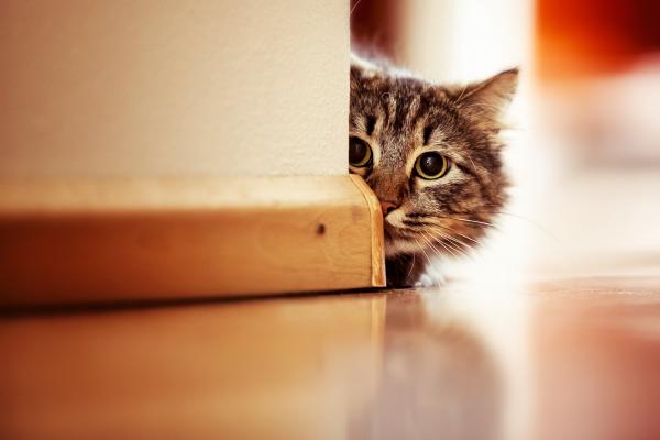 12 cosas que todo dueño de gatos debe tener en cuenta y desconfiar